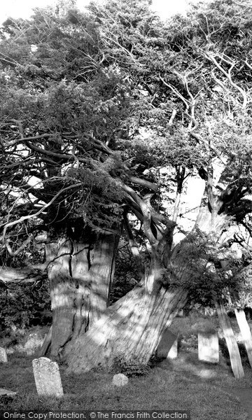 Photo of Wilmington, The Old Yew Tree c.1960