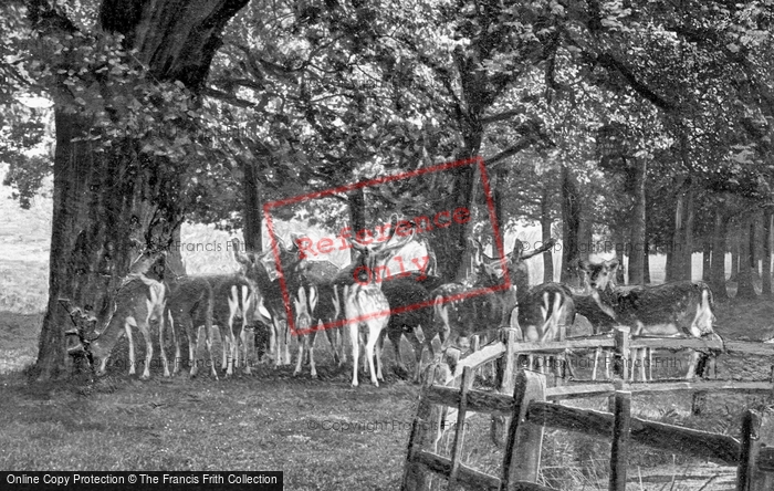 Photo of Windsor, Great Park, Deer 1914
