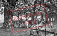 Great Park, Deer 1914, Windsor