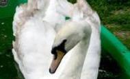 Windsor, Jasper the Swan 2004