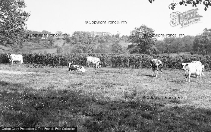 Photo of Witley, Cows At Enton Hall c.1960