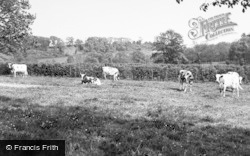 Cows At Enton Hall c.1960, Witley