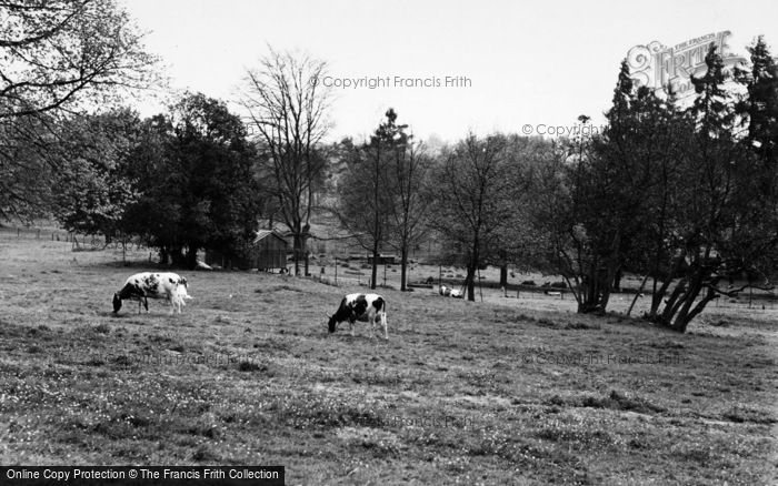 Photo of Witley, Cows At Enton Hall c.1960