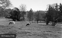 Cows At Enton Hall c.1960, Witley