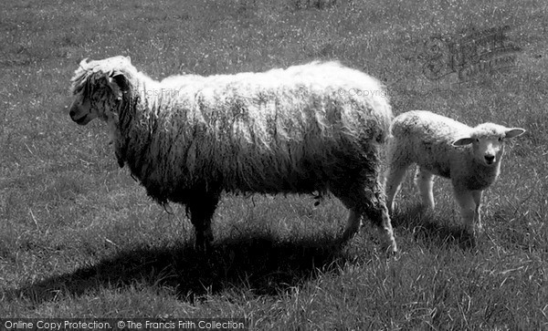 Photo of Witney, Cotswold Sheep 2004