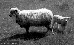 Cotswold Sheep 2004, Witney