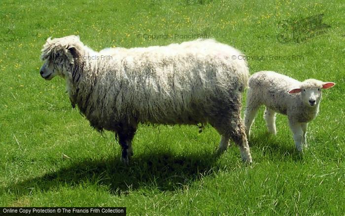Photo of Witney, Cotswold Sheep 2004