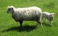 Cotswold Sheep 2004, Witney