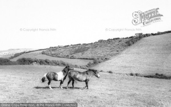 Photo of Wiveliscombe, Exmoor Ponies c.1967