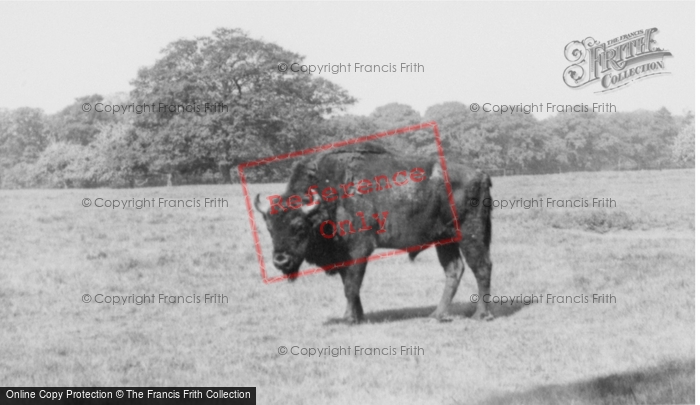 Photo of Woburn Abbey, A Bison c.1960