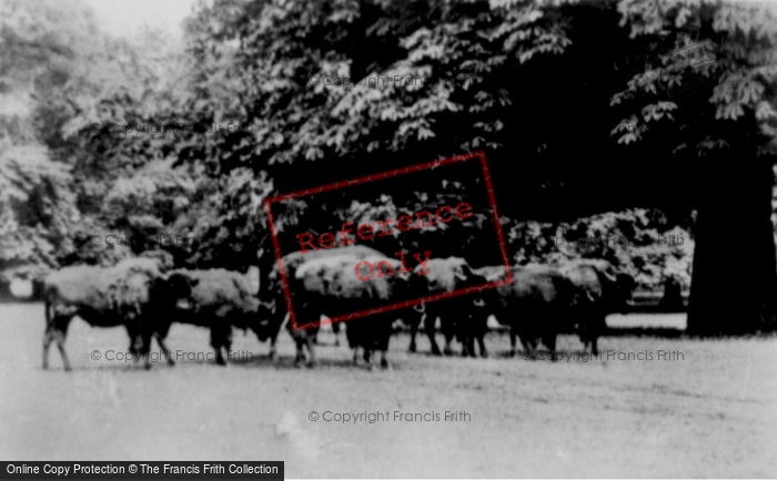 Photo of Woburn Abbey, Bison c.1950