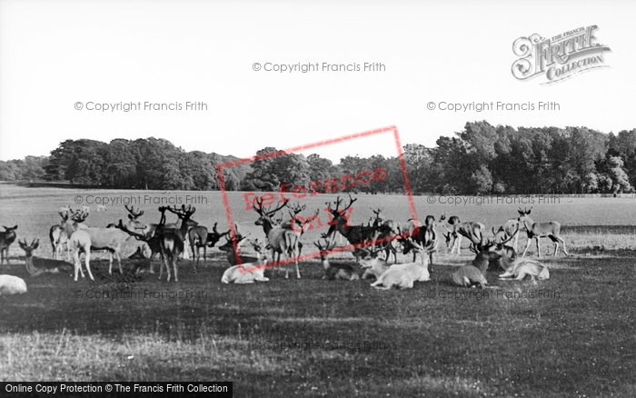 Photo of Woburn Abbey, Deer In The Park c.1950