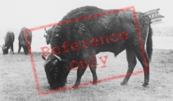 The Bison c.1960, Woburn Abbey
