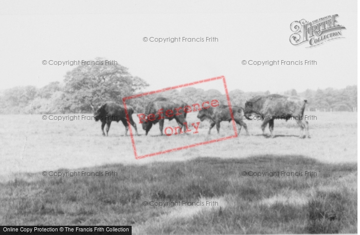 Photo of Woburn Abbey, The Bison c.1960