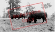 The Bison c.1960, Woburn Abbey