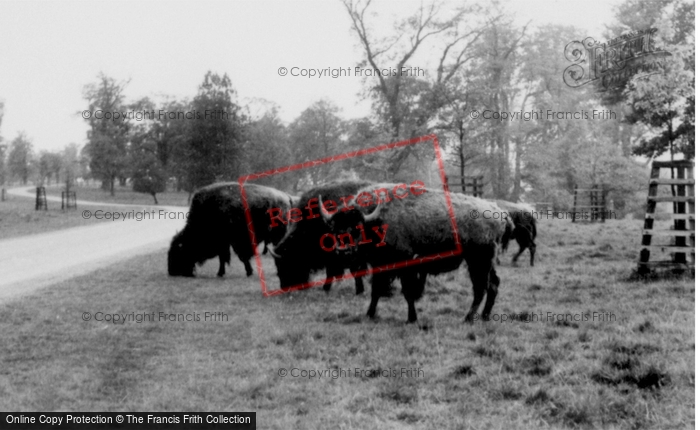 Photo of Woburn Abbey, The Bison c.1960