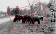 The Bison c.1960, Woburn Abbey