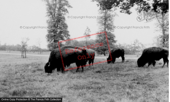 Photo of Woburn Abbey, The Bison c.1960