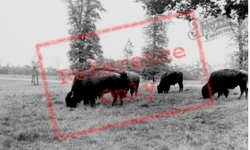 The Bison c.1960, Woburn Abbey