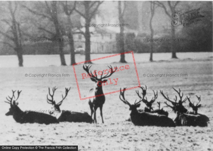 Photo of Woburn Abbey, The Stags c.1950