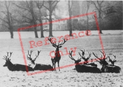 The Stags c.1950, Woburn Abbey