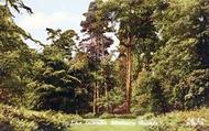 The Woods c.1955, Woburn Sands