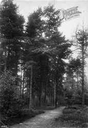 In The Pines, London Open Air Sanatorium, Pinewood 1910, Wokingham