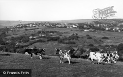 Cows On The Downs c.1955, Woodingdean