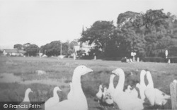 Geese On The Green c.1965, Wrea Green