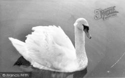 A Swan c.1950, Wroxham