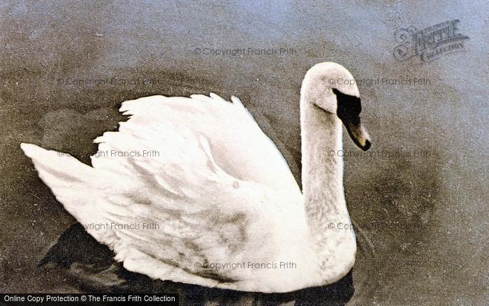 Photo of Wroxham, A Swan c.1950