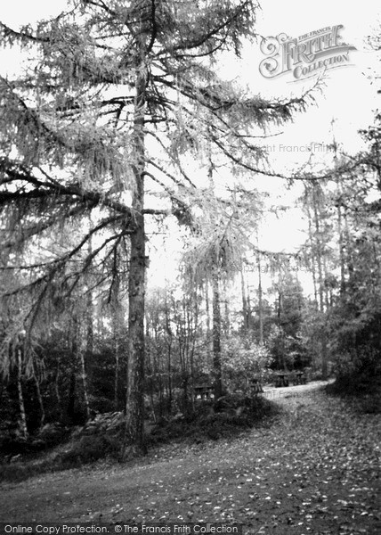 Photo of Wyre Forest, 2003