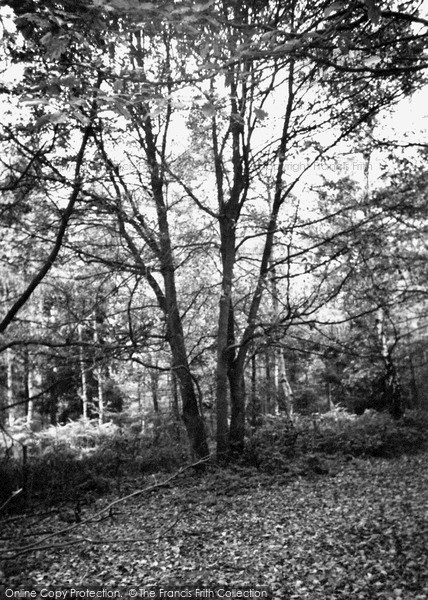 Photo of Wyre Forest, 2003