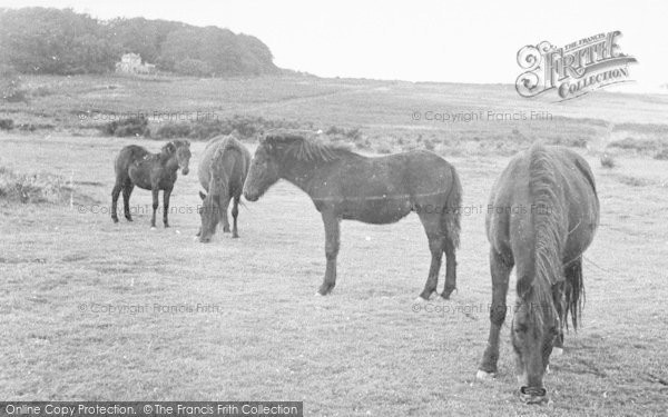 Photo of Yelverton, Dartmoor Ponies c.1955