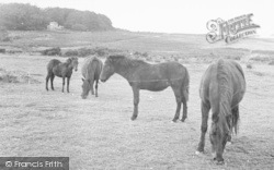 Dartmoor Ponies c.1955, Yelverton