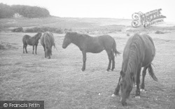 Dartmoor Ponies c.1955, Yelverton