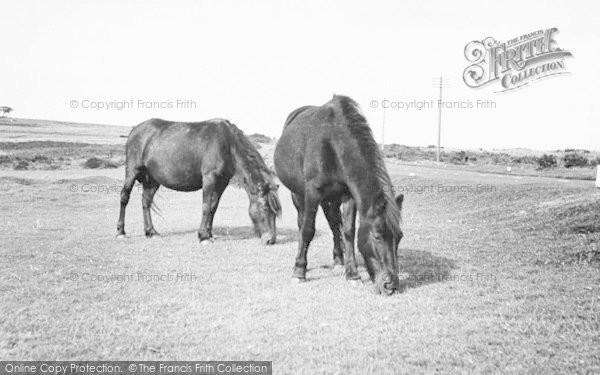 Photo of Yelverton, Dartmoor Ponies c.1955